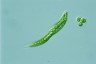 Euglena tripteris