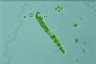 Euglena deses