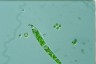 Euglena deses