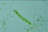 Euglena deses