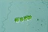 Cylindrocystis