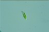 Euglena