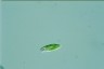 Euglena