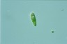 Euglena