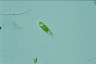 Euglena