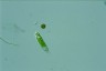 Euglena