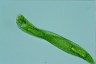 Euglena oxyuris