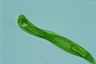 Euglena oxyuris