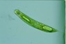 Euglena oxyuris