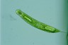 Euglena oxyuris