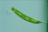 Euglena oxyuris