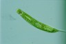 Euglena oxyuris