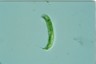 Euglena tripteris