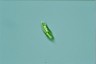 Euglena tripteris