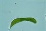 Euglena spirogyra