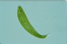 Euglena spirogyra