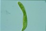 Euglena spirogyra