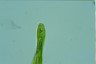 Euglena spirogyra