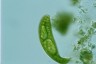 Euglena spirogyra