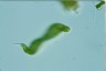 Euglena spirogyra