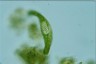 Euglena spirogyra