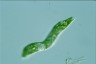 Euglena deses