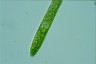 Euglena ehrenbergii