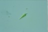 Euglena mutabilis