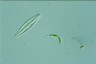 Euglena mutabilis