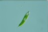 Euglena