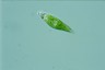 Euglena