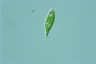 Euglena