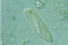 Paramecium