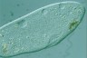 Paramecium