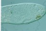 Paramecium