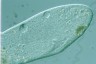 Paramecium