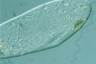 Paramecium