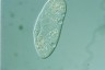 Paramecium