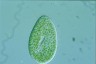 Paramecium bursaria