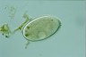 Ophryoglena marina