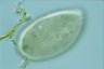 Ophryoglena marina