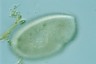 Ophryoglena marina