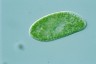 Paramecium bursaria