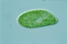 Paramecium bursaria