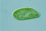 Paramecium bursaria