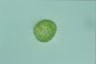 Acanthocystis turfacea