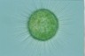 Acanthocystis turfacea