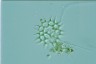 Pediastrum simplex