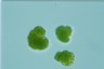 Botryococcus braunii