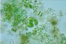 Oocystis